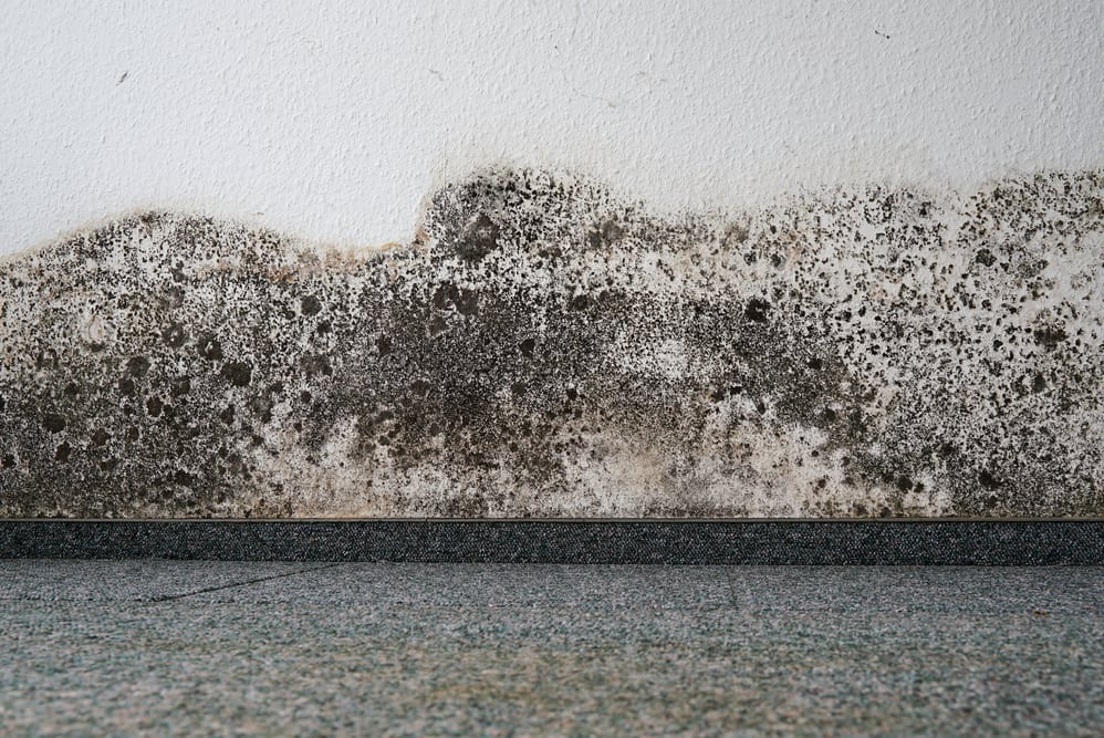 Mould Removal